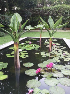 Water Gardens