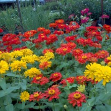 Set up New Colourful-Vibrant-Garden