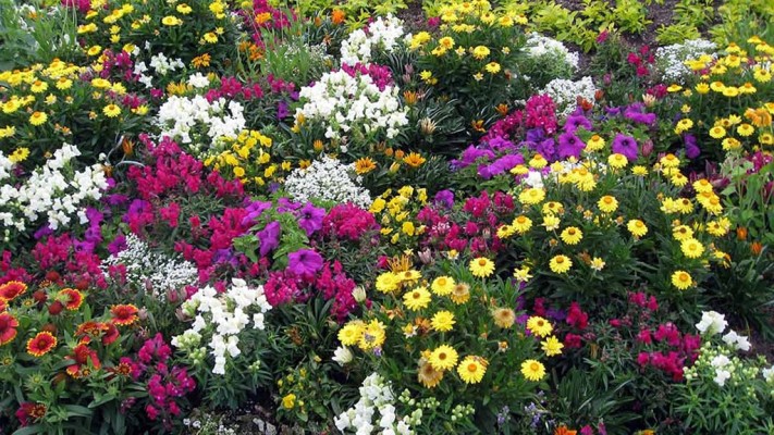 New Colourful-Vibrant-Garden