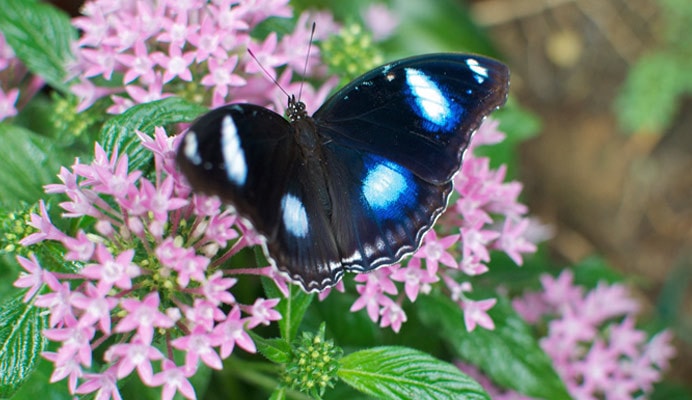 butterfly Gardening Services