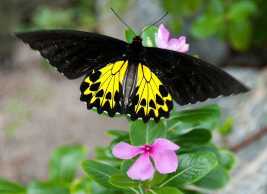 butterfly Garden design