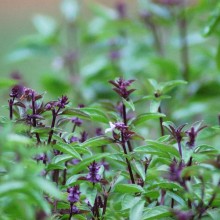 Herbal Gardening Services