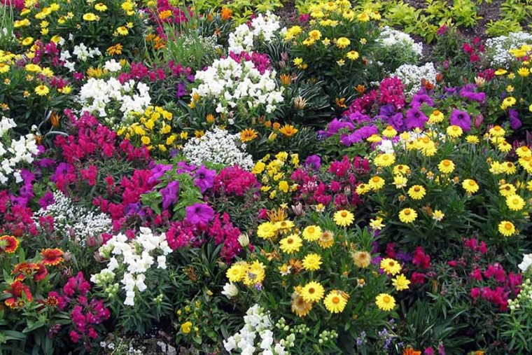 New Colourful-Vibrant-Garden