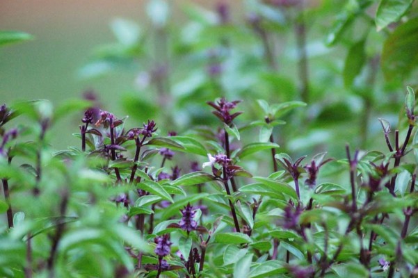 Herbal Gardening Services